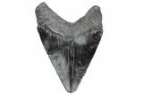 Juvenile Megalodon Tooth - South Carolina #370171-1